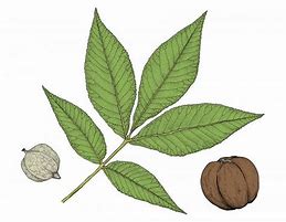 Image result for Hickory Tree Leaf Identification