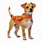 Image result for Orange Dog Clip Art