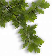 Image result for Tree Branch to Lie Down