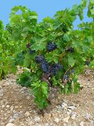 Image result for Vitis Vinifera