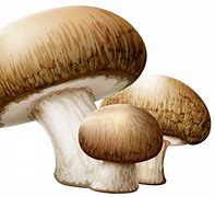 Image result for Yellow Mushroom Clip Art