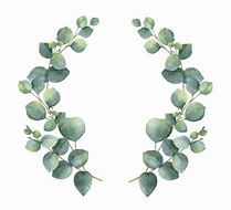 Image result for Eucalyptus Flower Clip Art