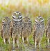 Image result for Super Cute Owls