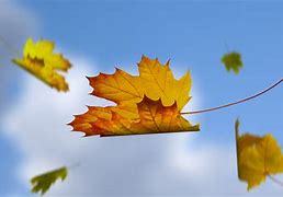 Image result for Falling Leaf Photography