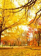 Image result for Japan Autumn Season Wallpaper