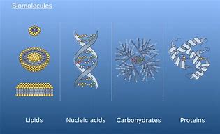 Image result for Biomolecules Pic