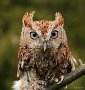 Image result for Eastern Screech Owl Legs