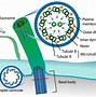 Image result for Euglena Cell Membrane