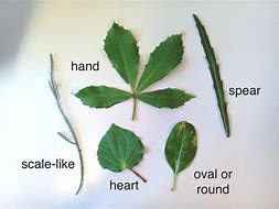 Image result for What Is a Simple Leaf