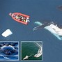 Image result for The Biggest Blue Whale