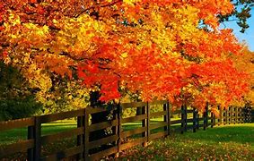 Image result for September Fall Leaves