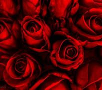 Image result for Cool Red Rose Wallpapers