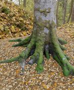 Image result for Tree Trunk Yert