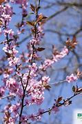 Image result for Prunus Cerasifera