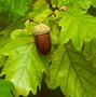 Image result for Oak Leaf Acorn