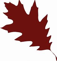 Image result for Oak Leaf PNG