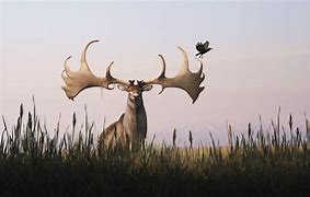 Image result for Irish Elk Comarison