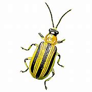 Image result for Green Striped Bug