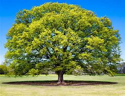 Image result for Elm Tree Fruit