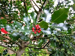 Image result for Holly Leaf Coloring Page