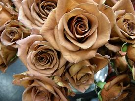 Image result for Brown Colored Flowers