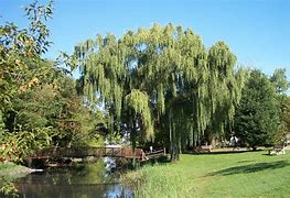 Image result for Willow Tree Branch