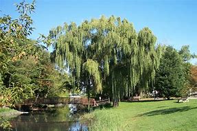 Image result for Willow Tree Theams