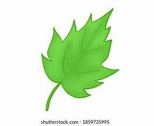 Image result for Leaf for Kids