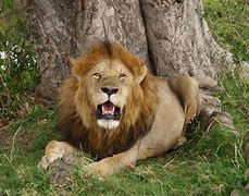 Image result for Lion Head Side