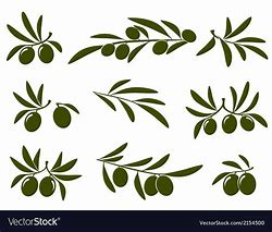 Image result for Olive Branch Curved