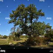 Image result for Ash Tree Twig