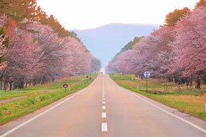 Image result for Cherry Blossom Road Japan