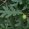 Image result for White Oak Leaf