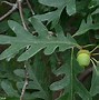 Image result for Quercus Alba Leaf