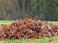 Image result for Jungle Leaf Pile