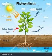 Image result for Photosynthesis Order