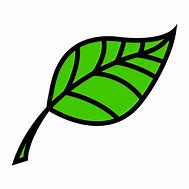 Image result for Leaves Vector Free