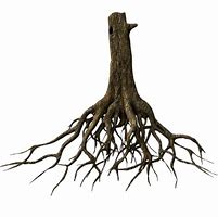 Image result for Clip Art of Roots