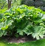 Image result for Plant Leaf