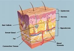 Image result for Anatomy Kulit Wajah Manusia