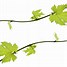 Image result for Grape Leaves Clip Art