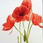 Image result for Poppies Colouring In