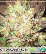 Image result for Growing Cotton Candy Kush