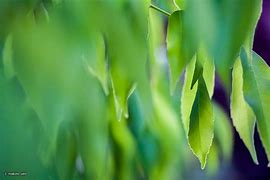 Image result for Leaf Drapes