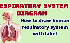 Image result for Respiratory System Anatomy and Physiology PDF