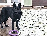 Image result for Black German Shepherd Golden Retriever Mix