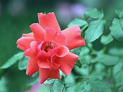 Image result for Coral Colored Roses