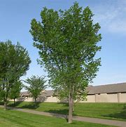 Image result for Top View Brandon Elm Tree White Bkgrnd