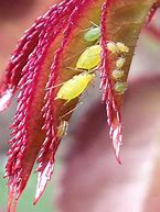 Image result for Aphids On Trees