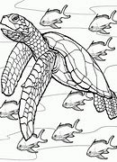 Image result for Turtle Coloring Pages for Toddlers